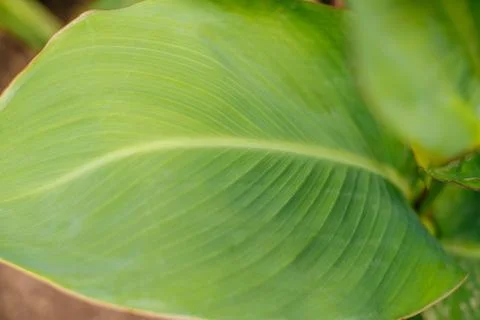 Green leaves texture Stock Photos