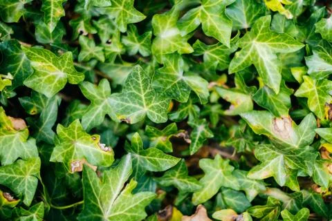 Green leaves texture Stock Photos