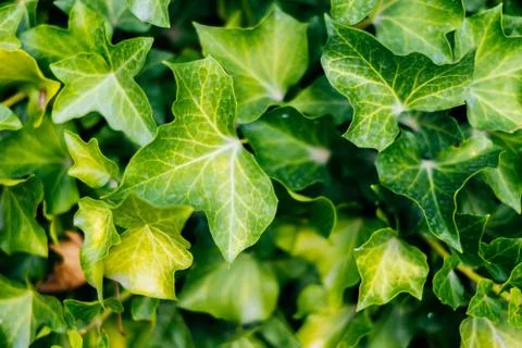 Green leaves texture Stock Photos