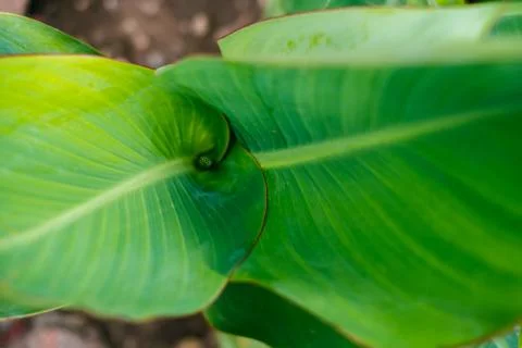 Green leaves texture Stock Photos