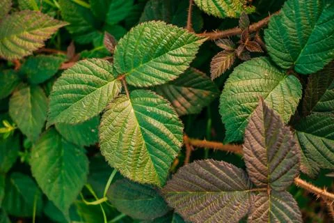 Green leaves texture Stock Photos