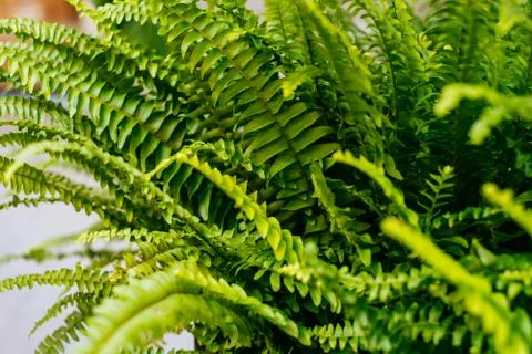 Green leaves texture Stock Photos