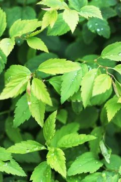 Green leaves texture Stock Photos