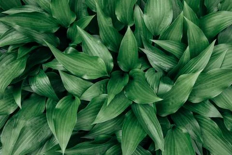 Green leaves texture Stock Photos