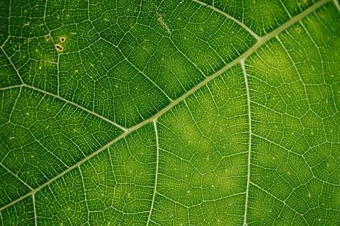 Green leaves with texture Stock Photos