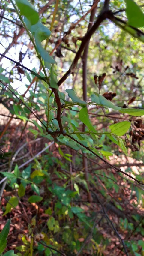Green leaves with thin stem Stock Footage 127681825