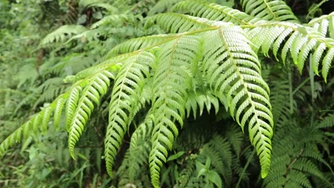 Green Leaves Thrive in The Forest During The Day in the Rainy Season Stock Footage 180330997