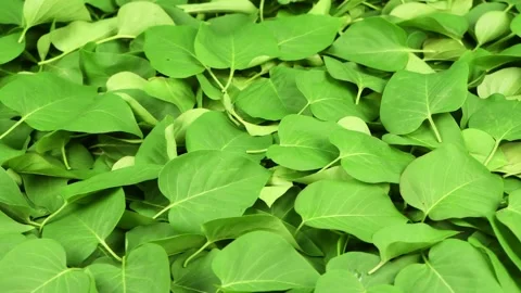Green leaves top view. Stock Footage 154644020