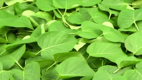 Green leaves top view. Stock Footage 154644336