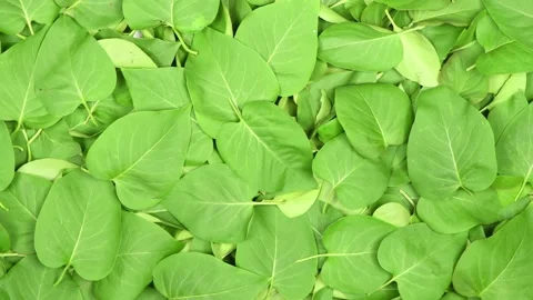 Green leaves top view. Stock Footage 154644345