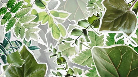 Green Leaves Transition  Stock Footage 247462997