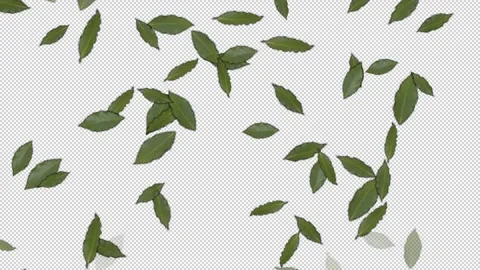 Green leaves on transparent background Video stock 253230640