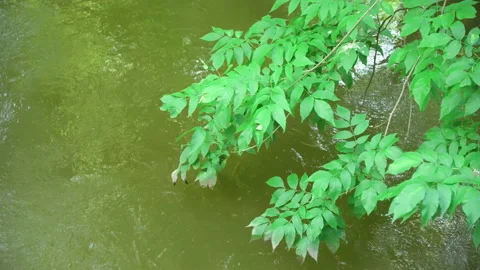 Green leaves of tree against backdrop of flowing river in forest Stock Footage 203757232