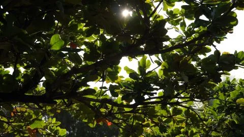 Green leaves of the tree almost completely block the light Stock Photos
