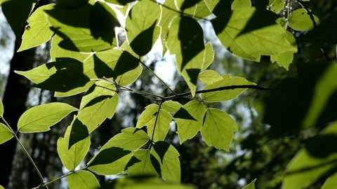 Green Leaves On A Tree And Bright Sun Stock Footage 94548383
