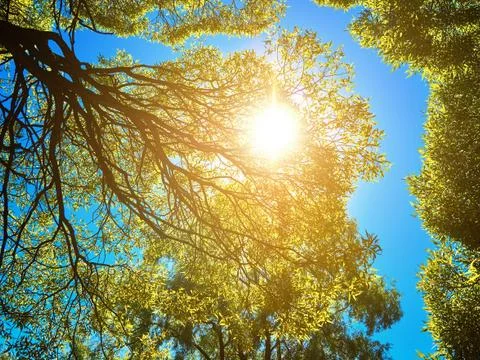 Green leaves on tree and sun in a blue sky Stock Photos