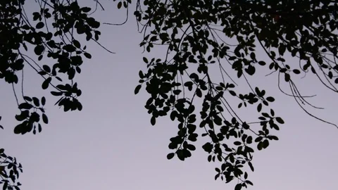 Green leaves at tree are moving in wind.  Видео 91423112