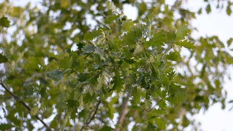 Green leaves at tree are moving in wind.  Vídeo Stock 91854959