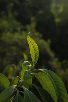 Green leaves of a tree with back light. Stock Photos
