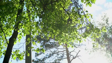 Green leaves of a tree on a background of a bright sky Video stock 157656620
