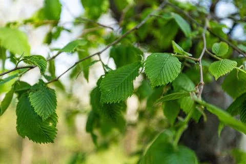 Green leaves on the tree, background Stock Photos