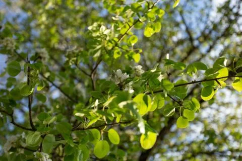 Green leaves on the tree, background Foto stock