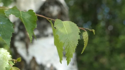 Green Leaves Of Tree Birch In Forest On Sunny Day Stock Footage 91053701