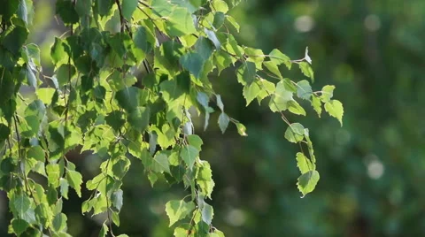 Green Leaves of tree birch in the wind Stock Footage 40756892
