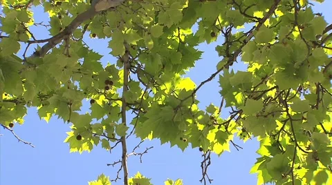 Green leaves in a tree blowing in the wind Video stock 42667678
