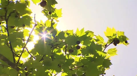 Green leaves in a tree blowing in the wind Stock Footage 42667715