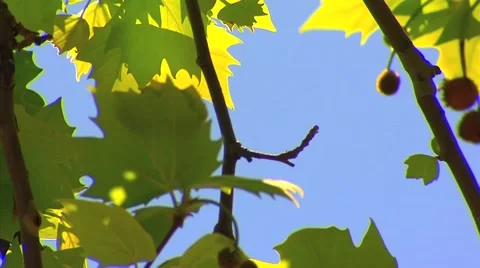Green leaves in a tree blowing in the wind Stock Footage 42667802