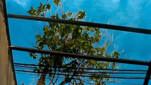 Green Leaves of a Tree with Blue Sky Stock Footage 201923624