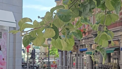 Green leaves of a tree branch against an urban street background Stock Footage 341902944