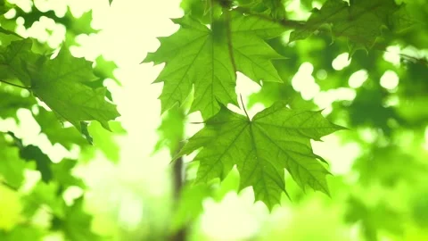 Green leaves on tree branch blowing Stock Footage
