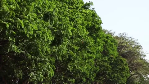 Green leaves on tree branch blowing in the wind. Stock Footage 153961702