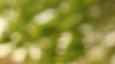 Green leaves tree branch blurry video background Video stock 119635357