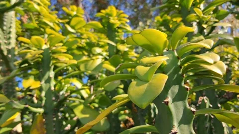 Green Leaves on Tree Branch Vídeo Stock 331656082
