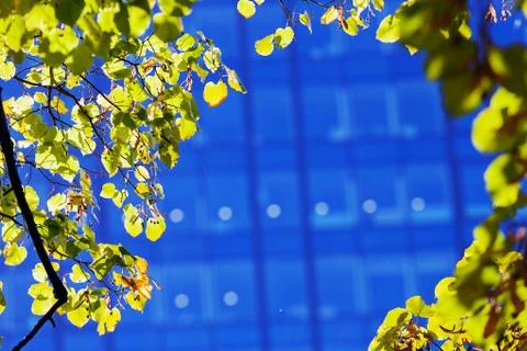 Green leaves on a tree branch Stock Photos