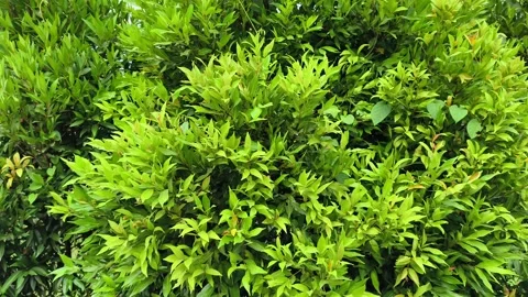 Green leaves on tree branch sway in the wind. Summer sunny nature leaves ba.. Stock Footage 339506201