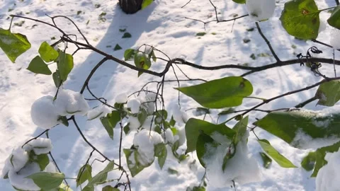 Green leaves on tree branches are covered with snow. Stock Footage 258845106