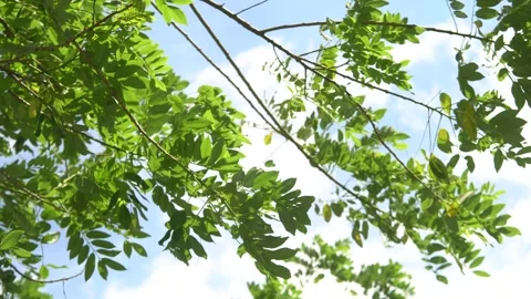 Green leaves on tree branches blowing in the wind Stock Footage 318011886