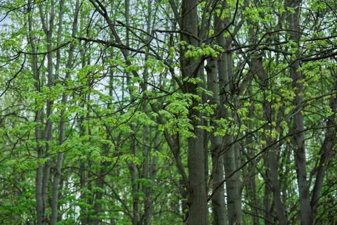 Green leaves on tree branches, changing seasons, spring in the forest, park Stock Photos