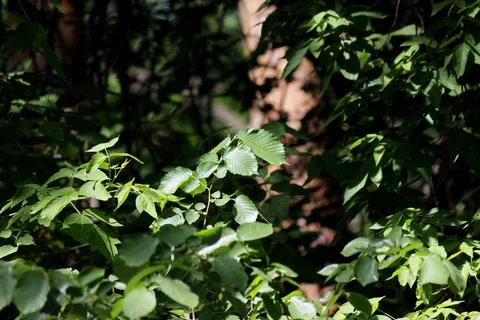 Green leaves on tree branches Stock Photos