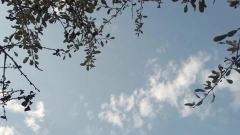 Green leaves on tree branches. Shooting from bottom up. Natural plant backdrop. Vidéo 142397967