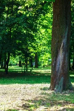 Green leaves on tree branches in a spring Stock Photos