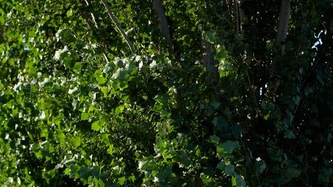 Green leaves on tree branches in sunlight Stock Photos