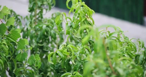 Green leaves tree branches of a tree swaying gently under rainfall on a windy Video stock 309661189