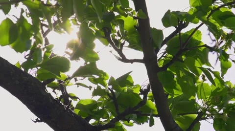 Green leaves on the tree brunch in front of a sky with sun shining through, Vidéo 49721918