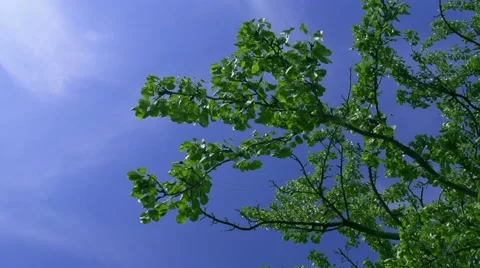 Green leaves on the tree brunch in front of a blue sky, moving with the wind. 스톡 동영상 49722362