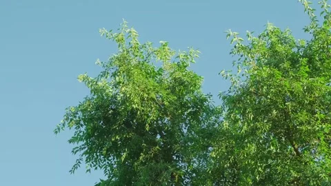 Green leaves on the tree canopy 動画素材 346101741
